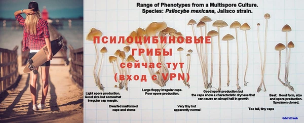 прущие грибы Ветлуга